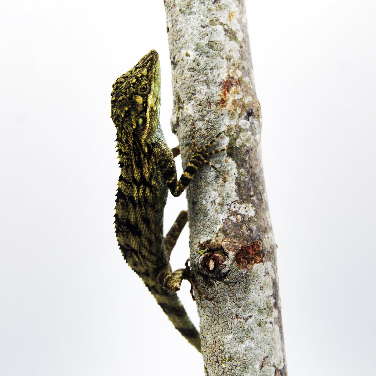 Indonesian False Bloodsucker