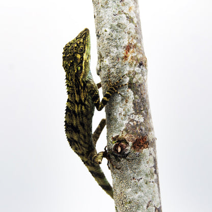Indonesian False Bloodsucker
