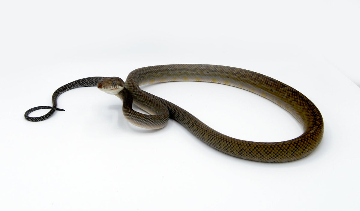 Merauke Scrub Python