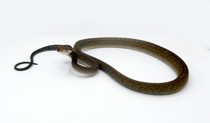 Merauke Scrub Python