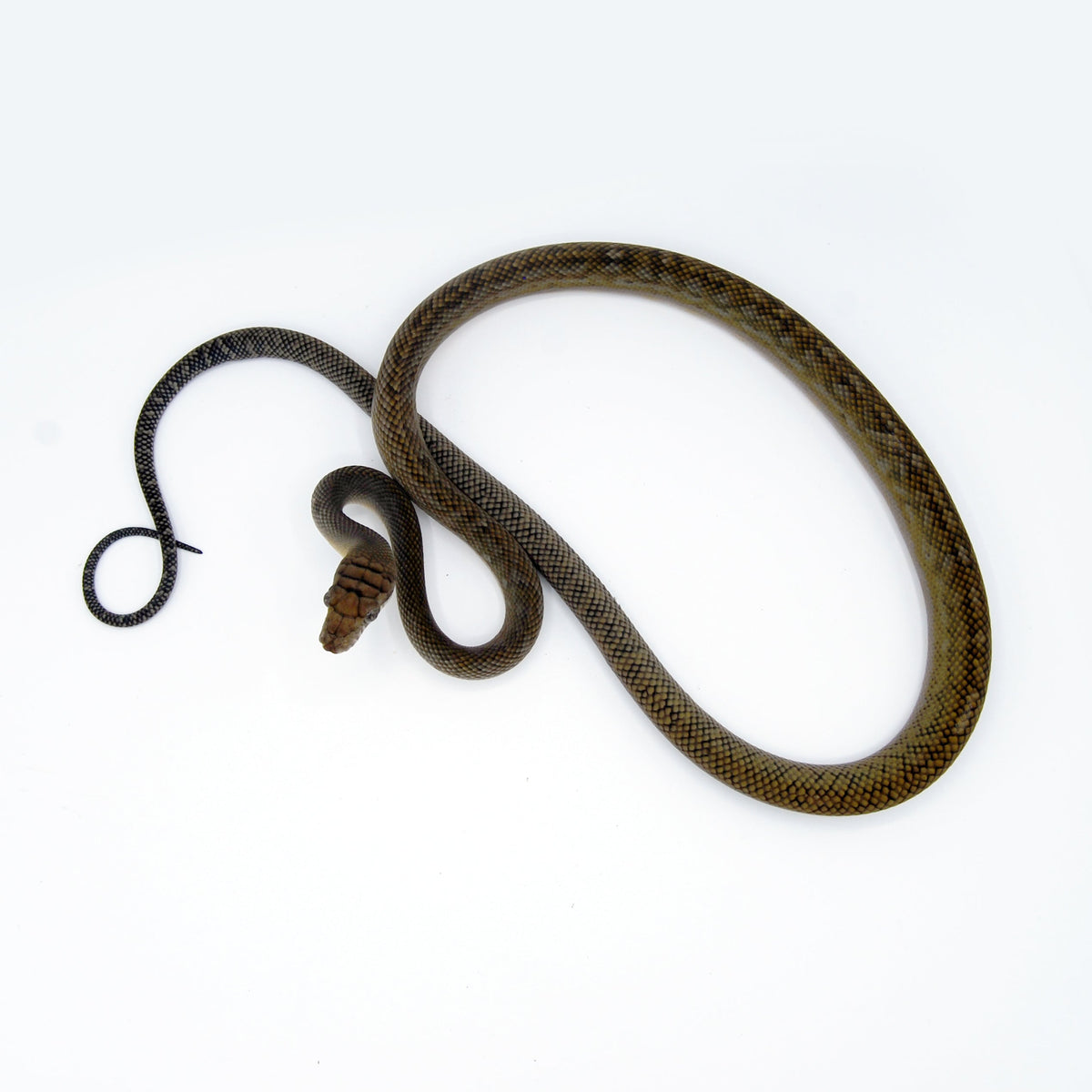 Merauke Scrub Python