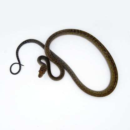 Merauke Scrub Python