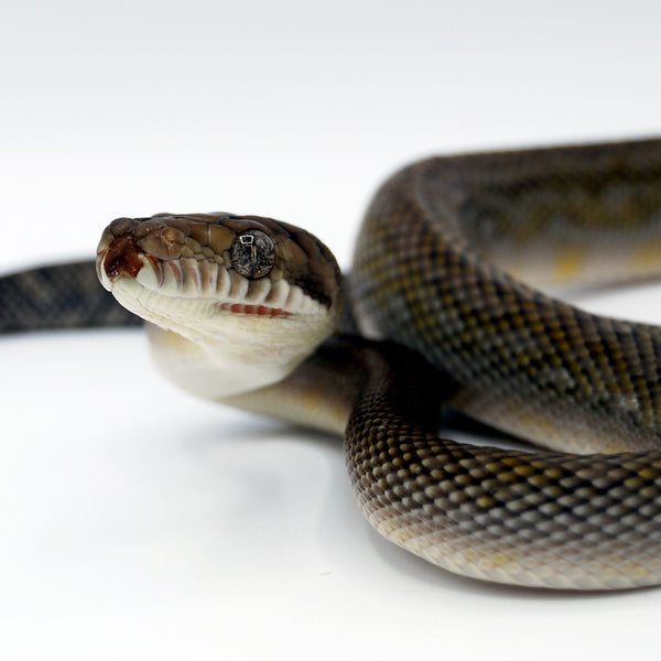 Merauke Scrub Python