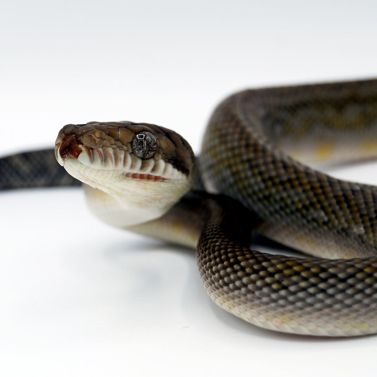 Merauke Scrub Python