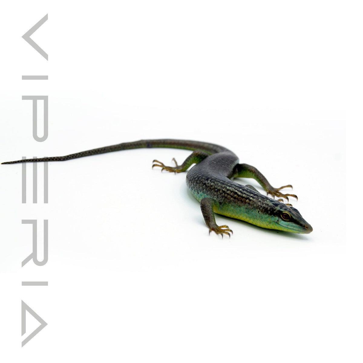 Olive Tree Skink