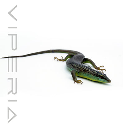 Olive Tree Skink