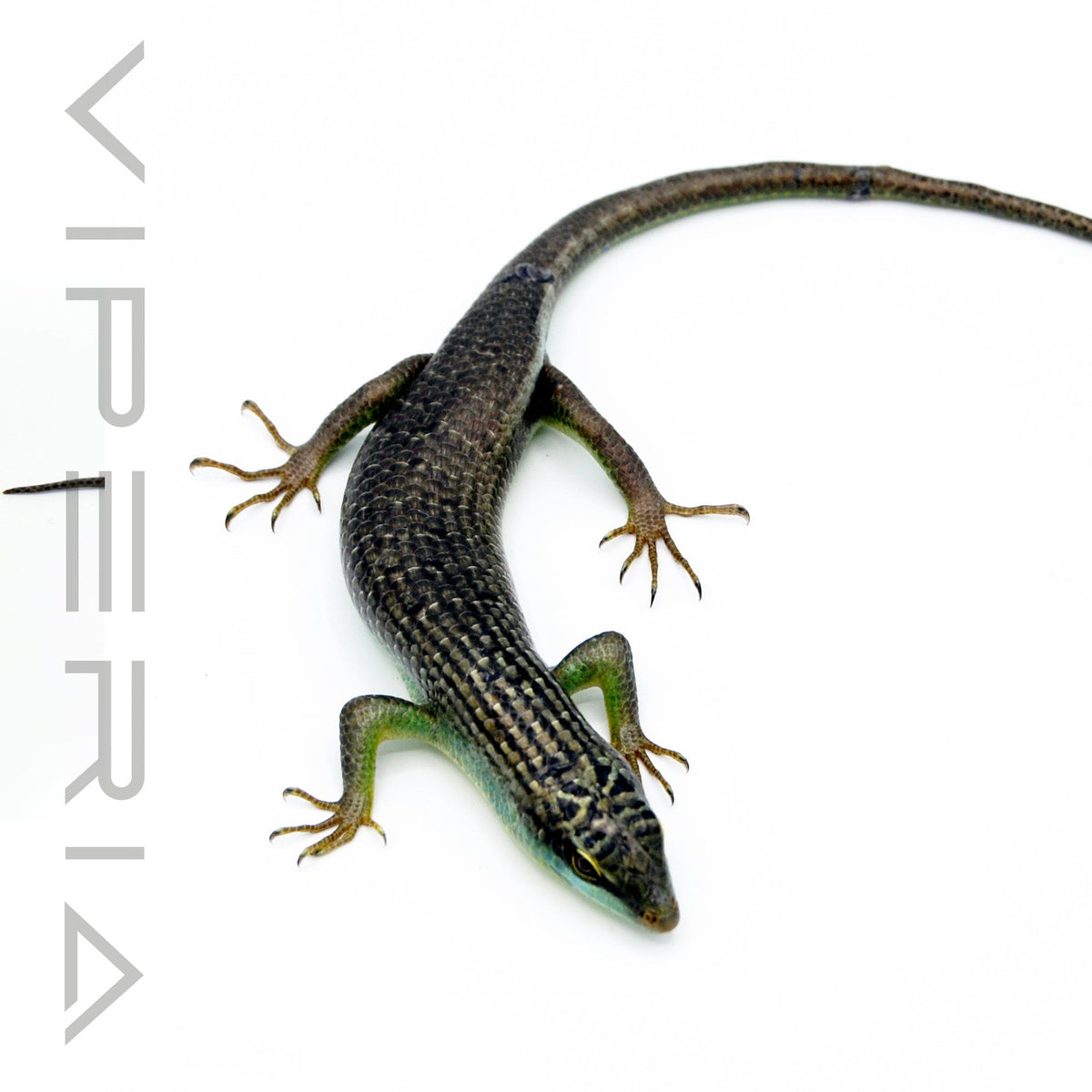 Olive Tree Skink
