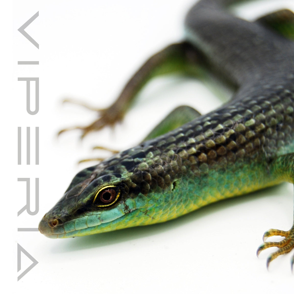 Olive Tree Skink