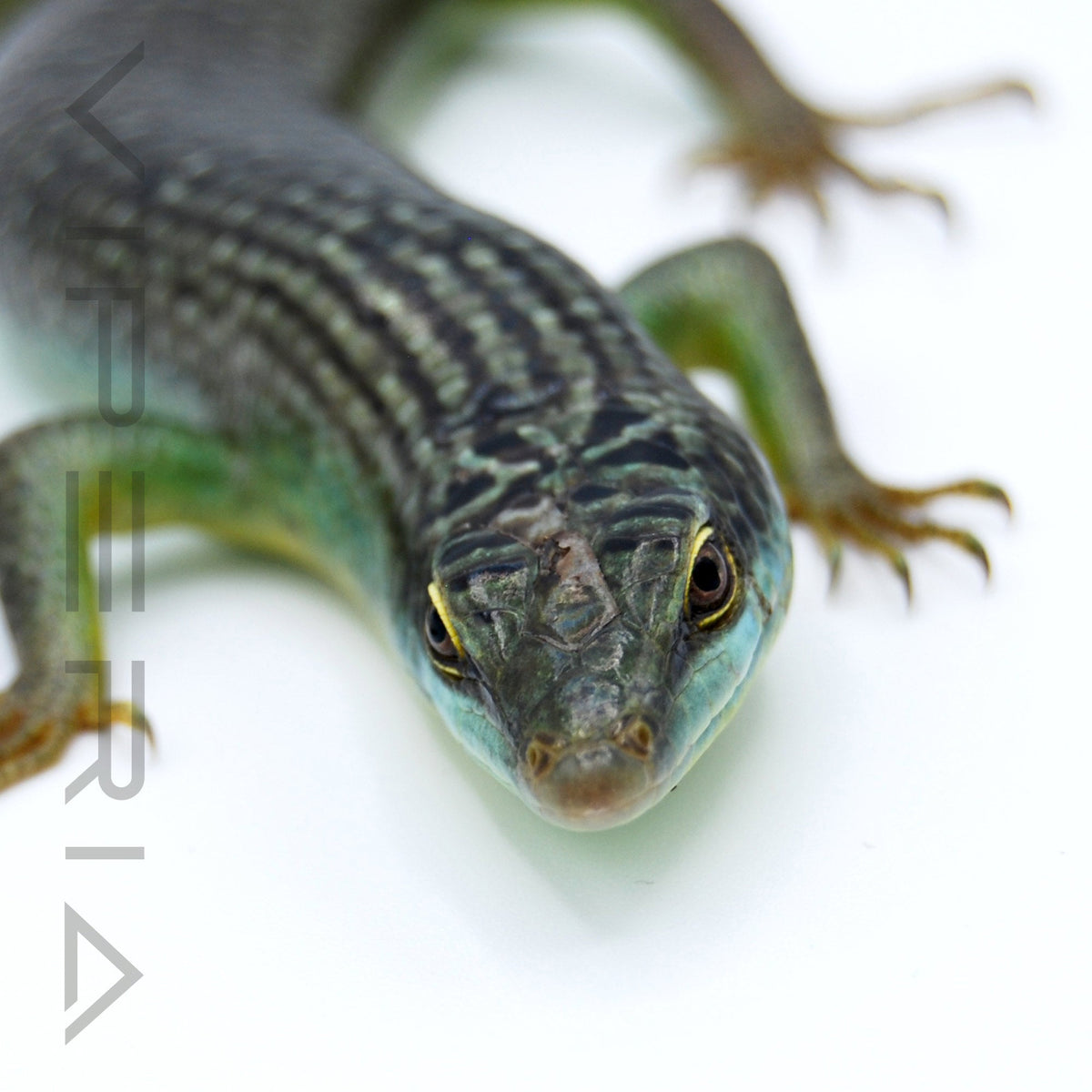 Olive Tree Skink