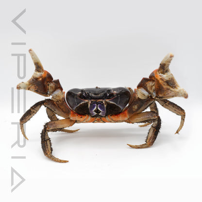Red armed giant crab