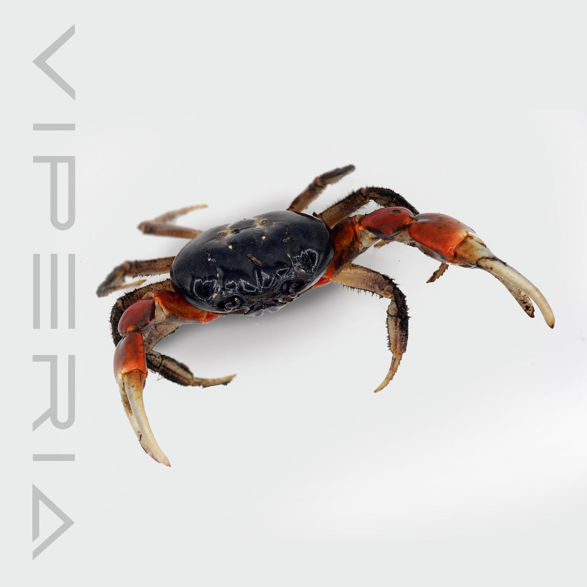 Red armed giant crab