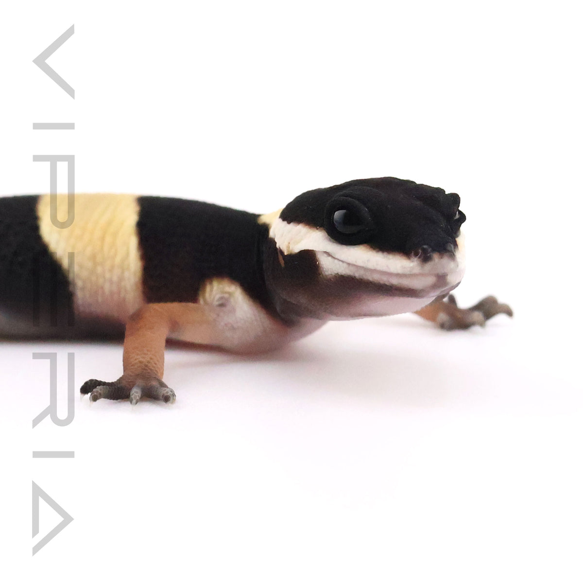 Eastern Indian Leopard Gecko