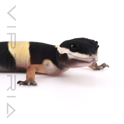 Eastern Indian Leopard Gecko