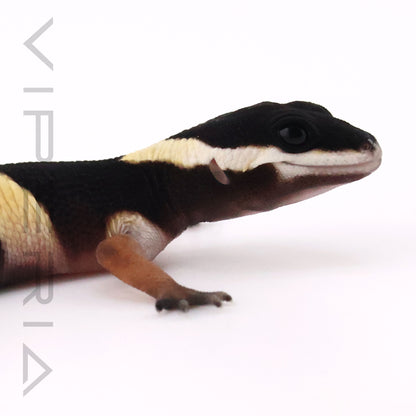 Eastern Indian Leopard Gecko