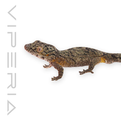 Vieillard's Chameleon Gecko