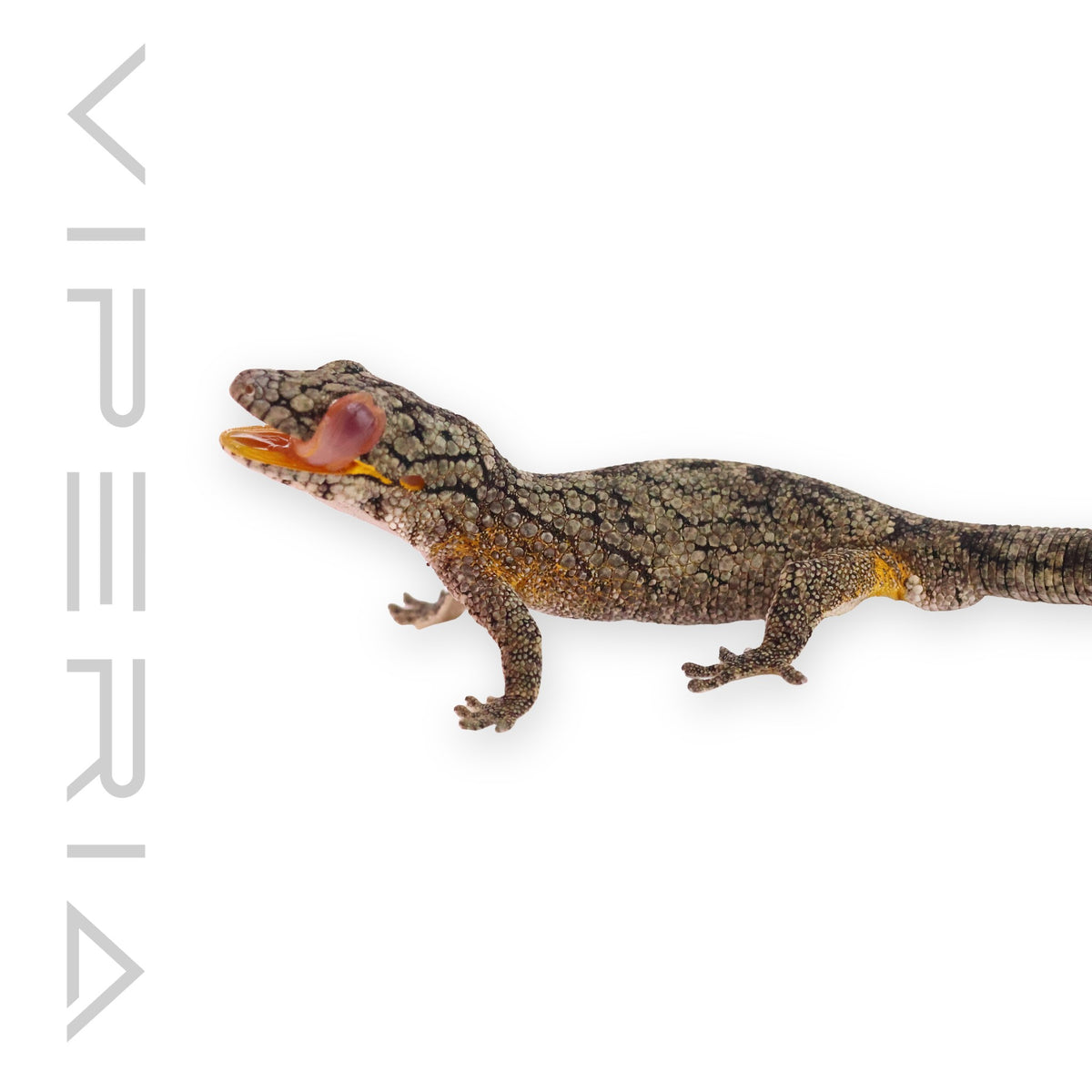Vieillard's Chameleon Gecko