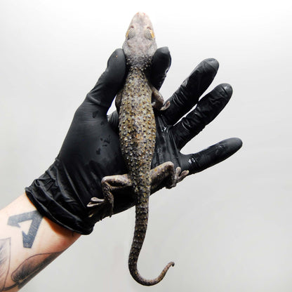 Blue Granite 145 Tokay Gecko