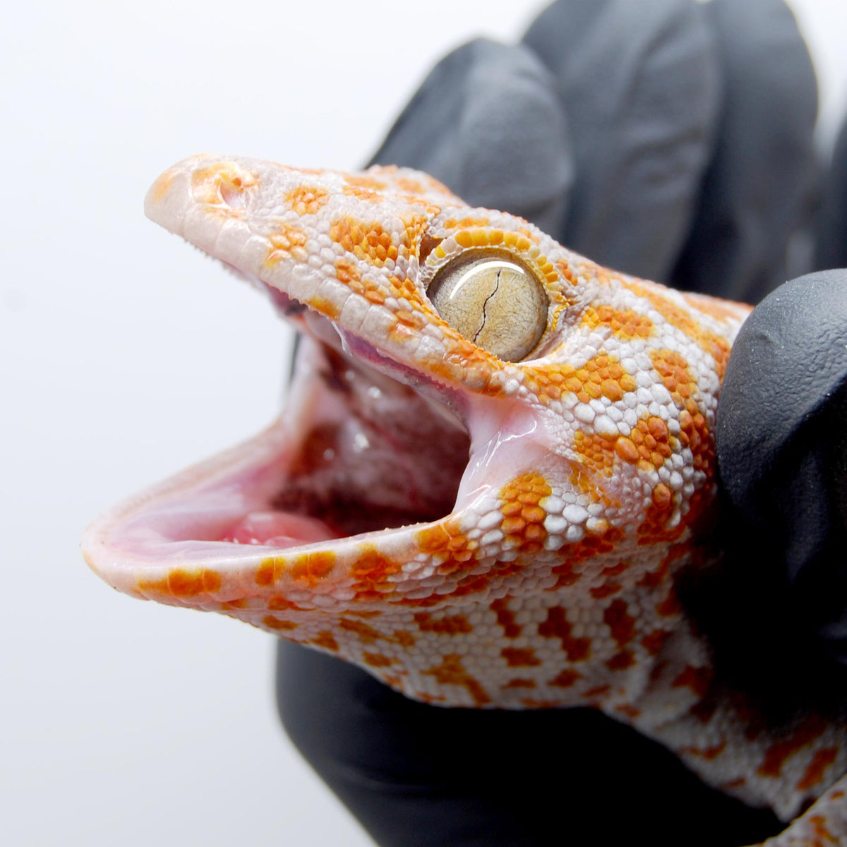 Super Red Albino Tokay Gecko
