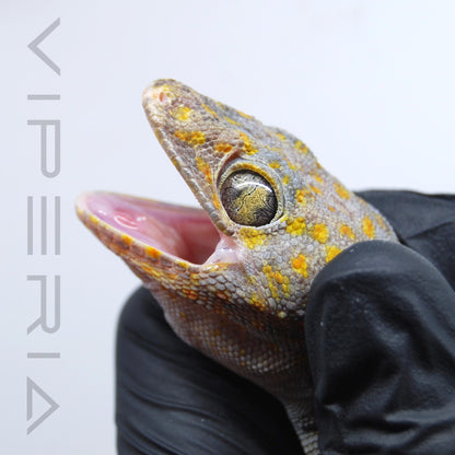 Party Colour 141 Tokay Gecko