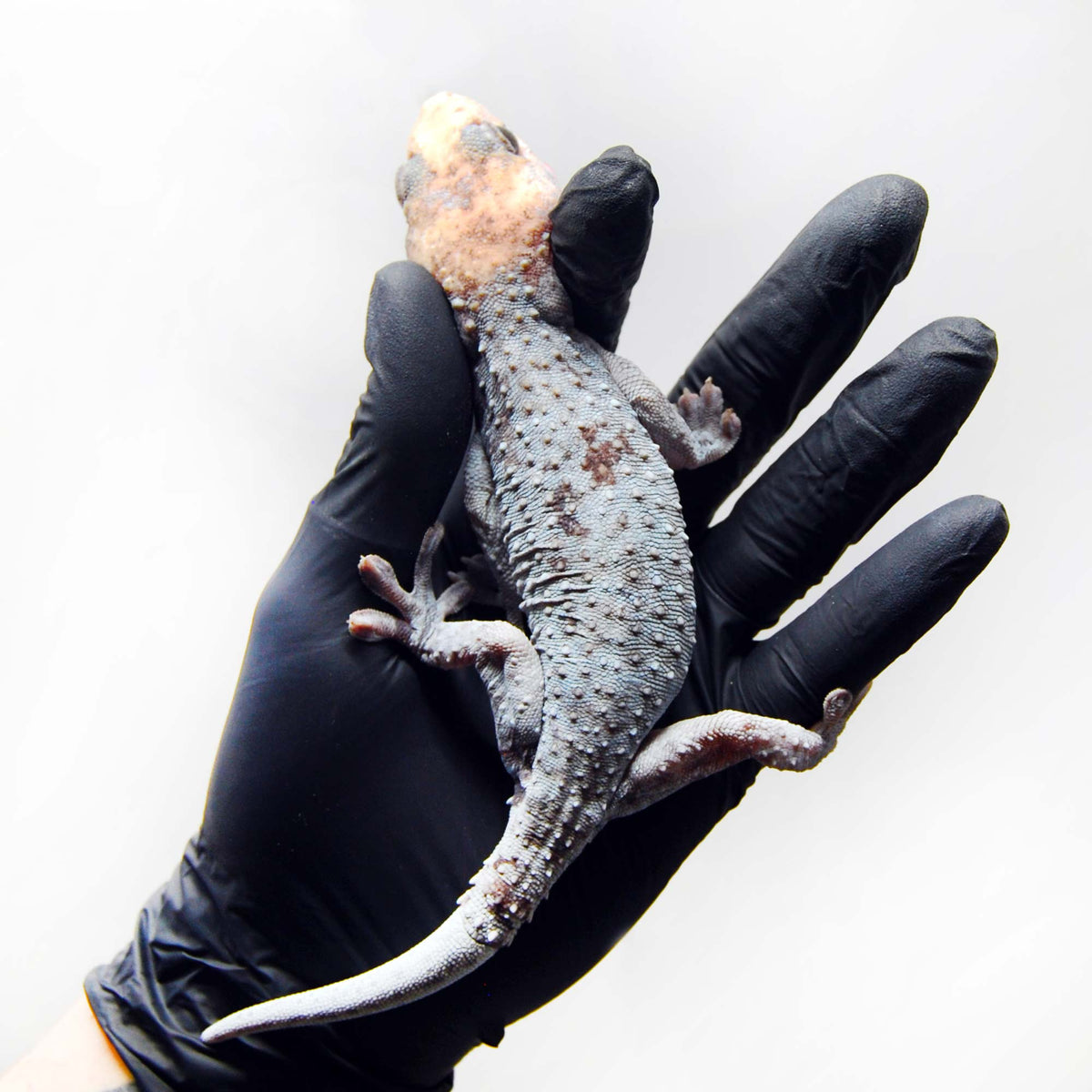 Pied Blue Granite 074 Gecko