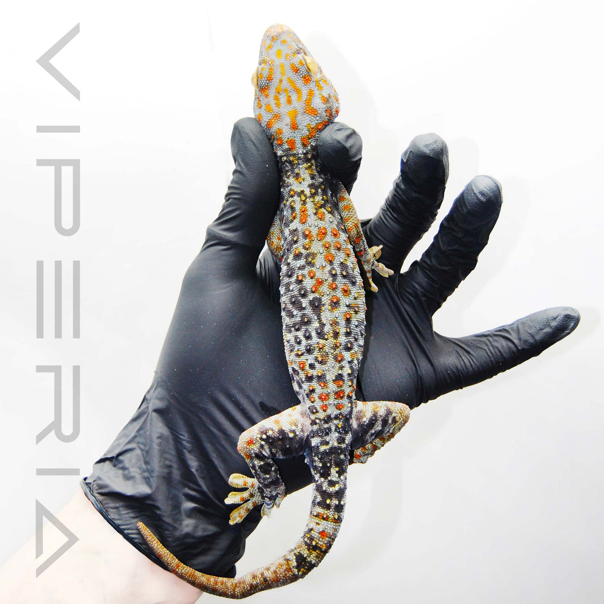 Blue Granite 031 Tokay Gecko