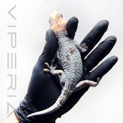 Pied Blue Granite 074 Gecko