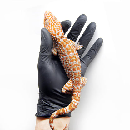 Super Red Albino Tokay Gecko