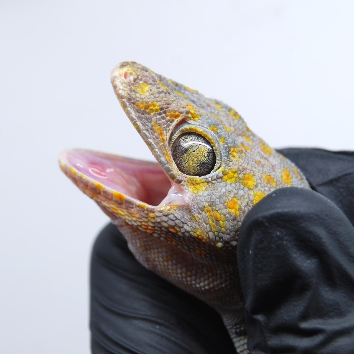 Party Colour 141 Tokay Gecko