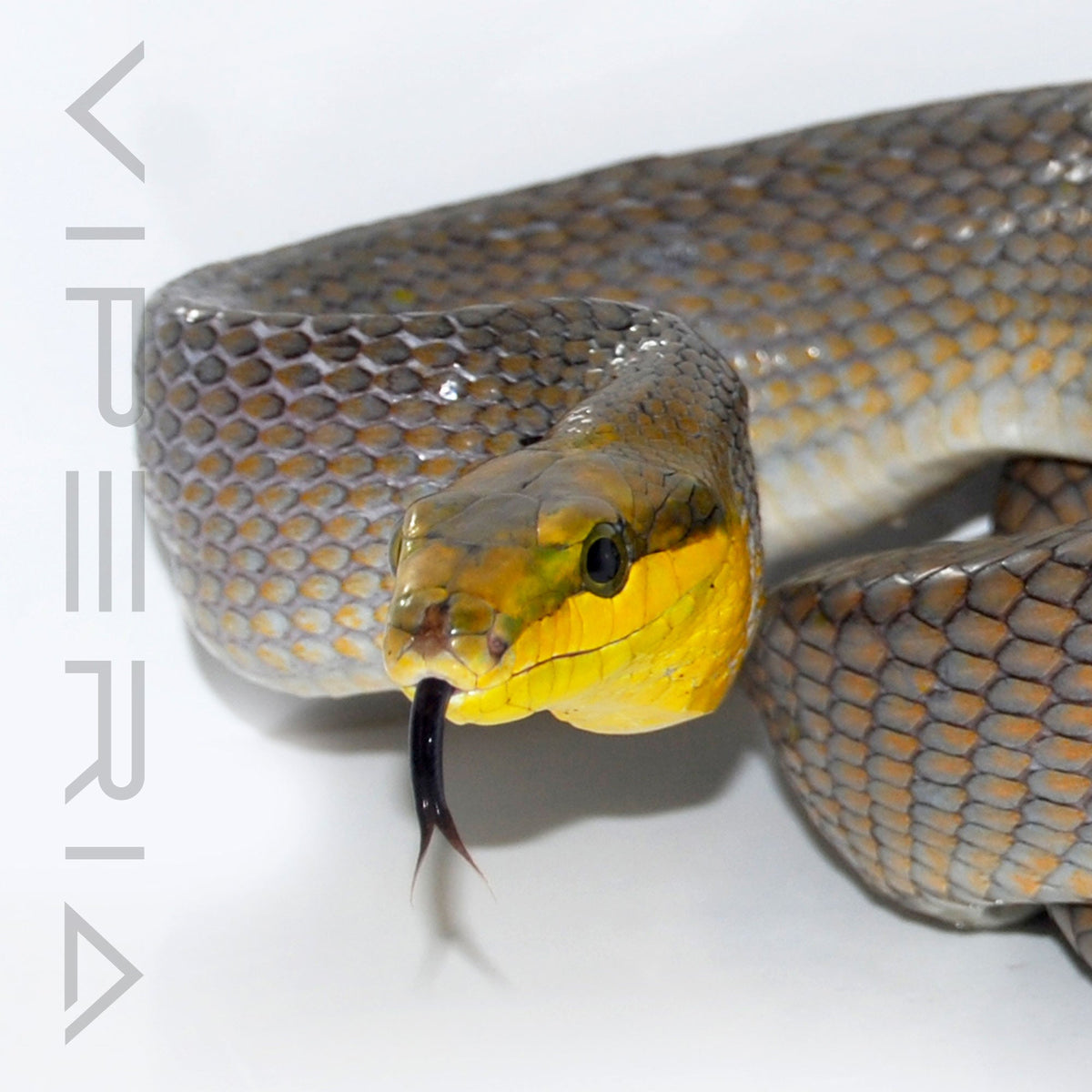 Silver Red Tail Rat Snake