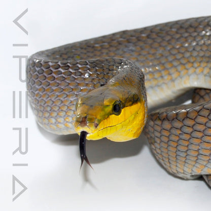 Silver Red Tail Rat Snake