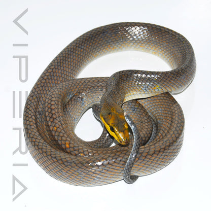 Silver Red Tail Rat Snake