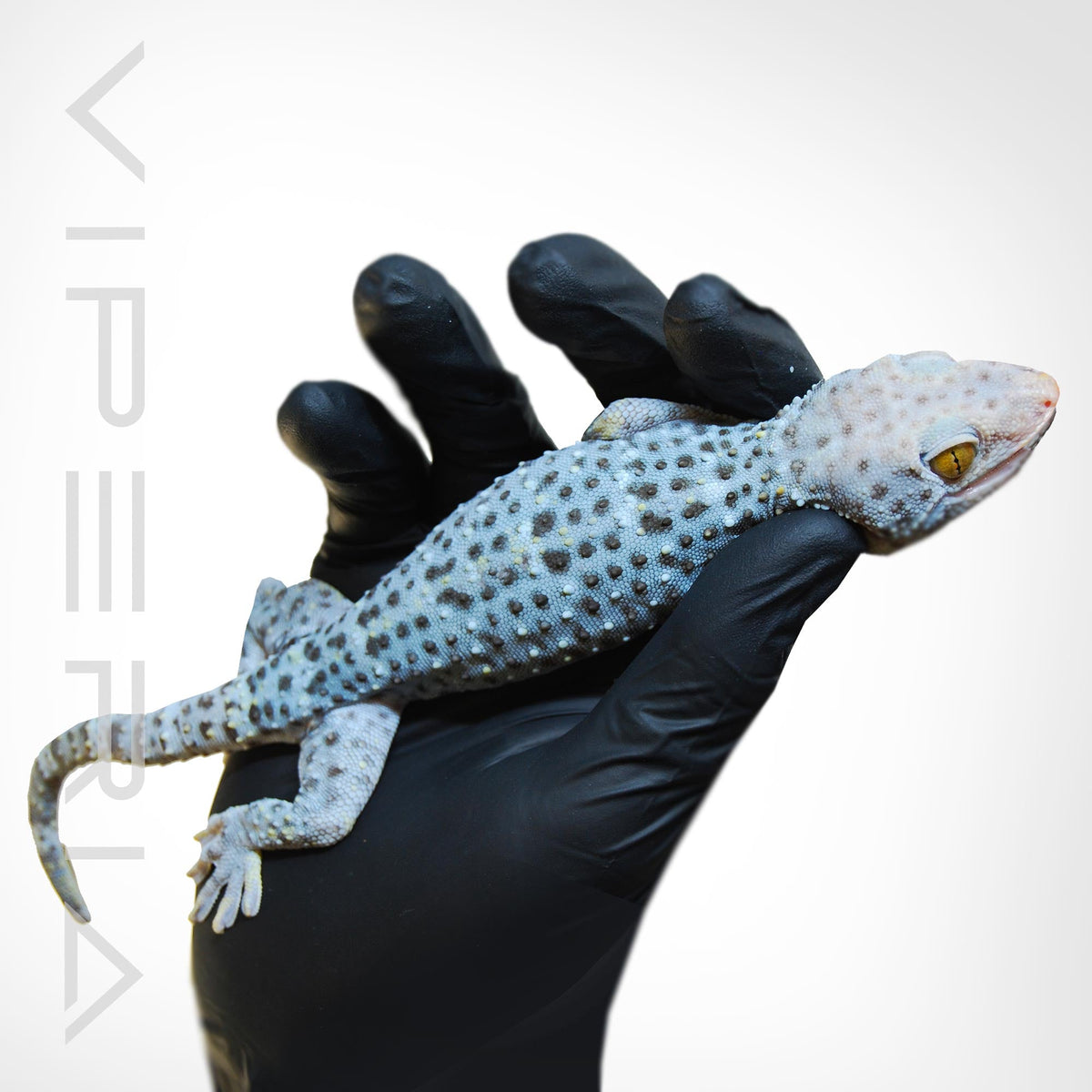 Blue Granite 130 Tokay Gecko