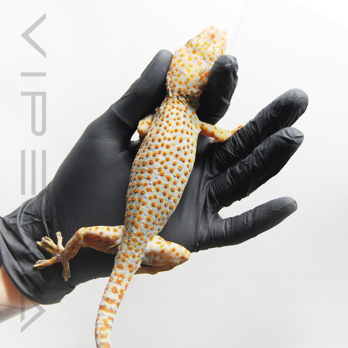 Candy 044 Tokay Gecko