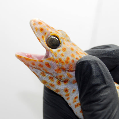 Candy 044 Tokay Gecko
