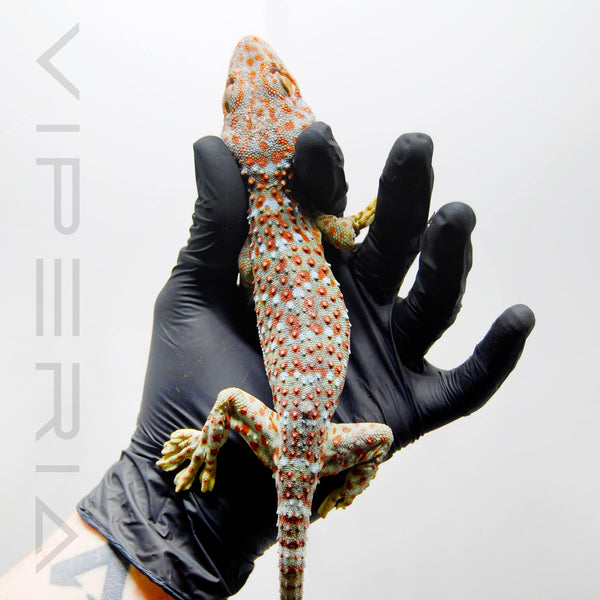 Northern Forest Dragon for Sale UK | Viperia Reptiles