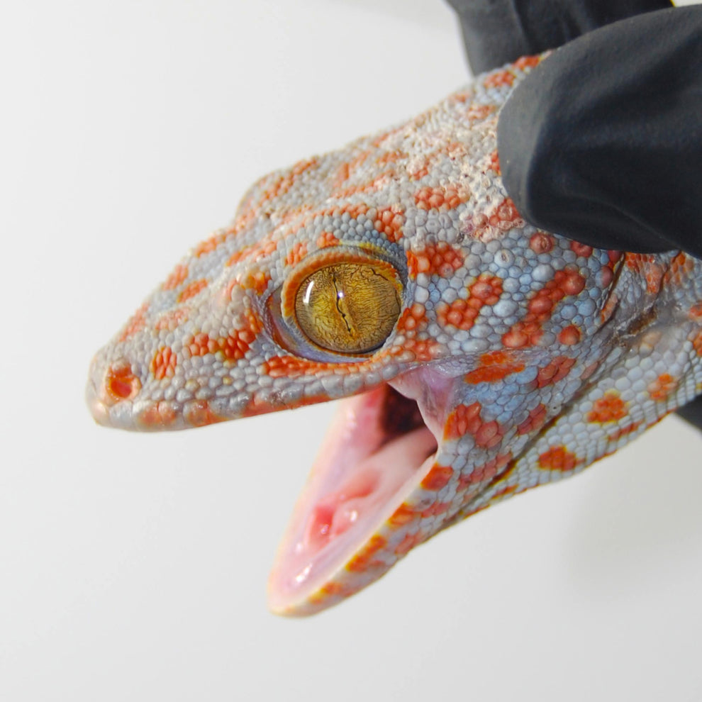 Northern Forest Dragon for Sale UK | Viperia Reptiles