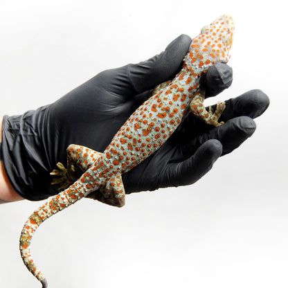 Paradox 066 Tokay Gecko