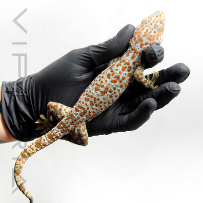 Paradox 066 Tokay Gecko