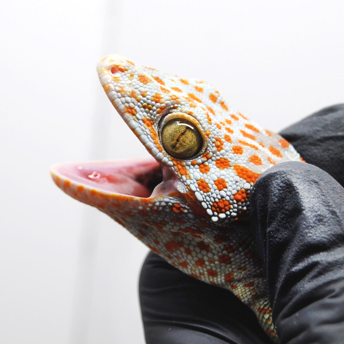 Paradox 030 Tokay Gecko