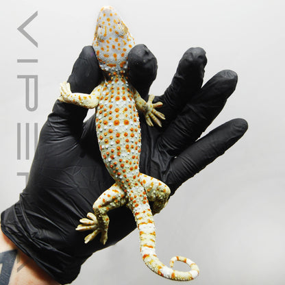 Paradox 013 Tokay Gecko