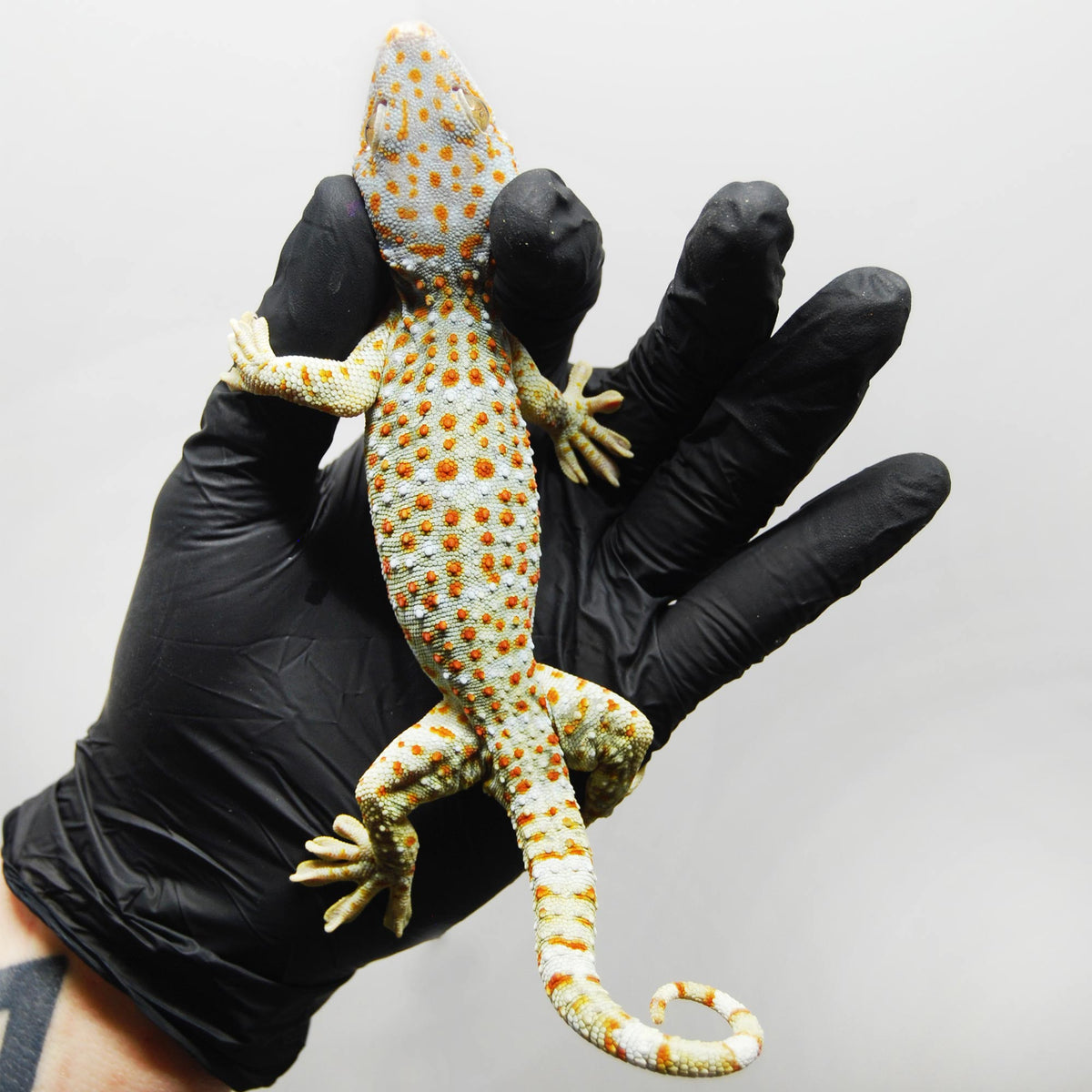 Paradox 013 Tokay Gecko