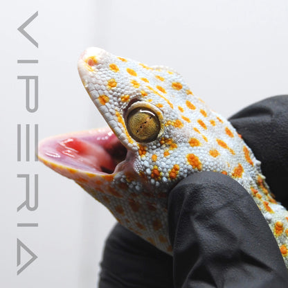 Paradox 013 Tokay Gecko