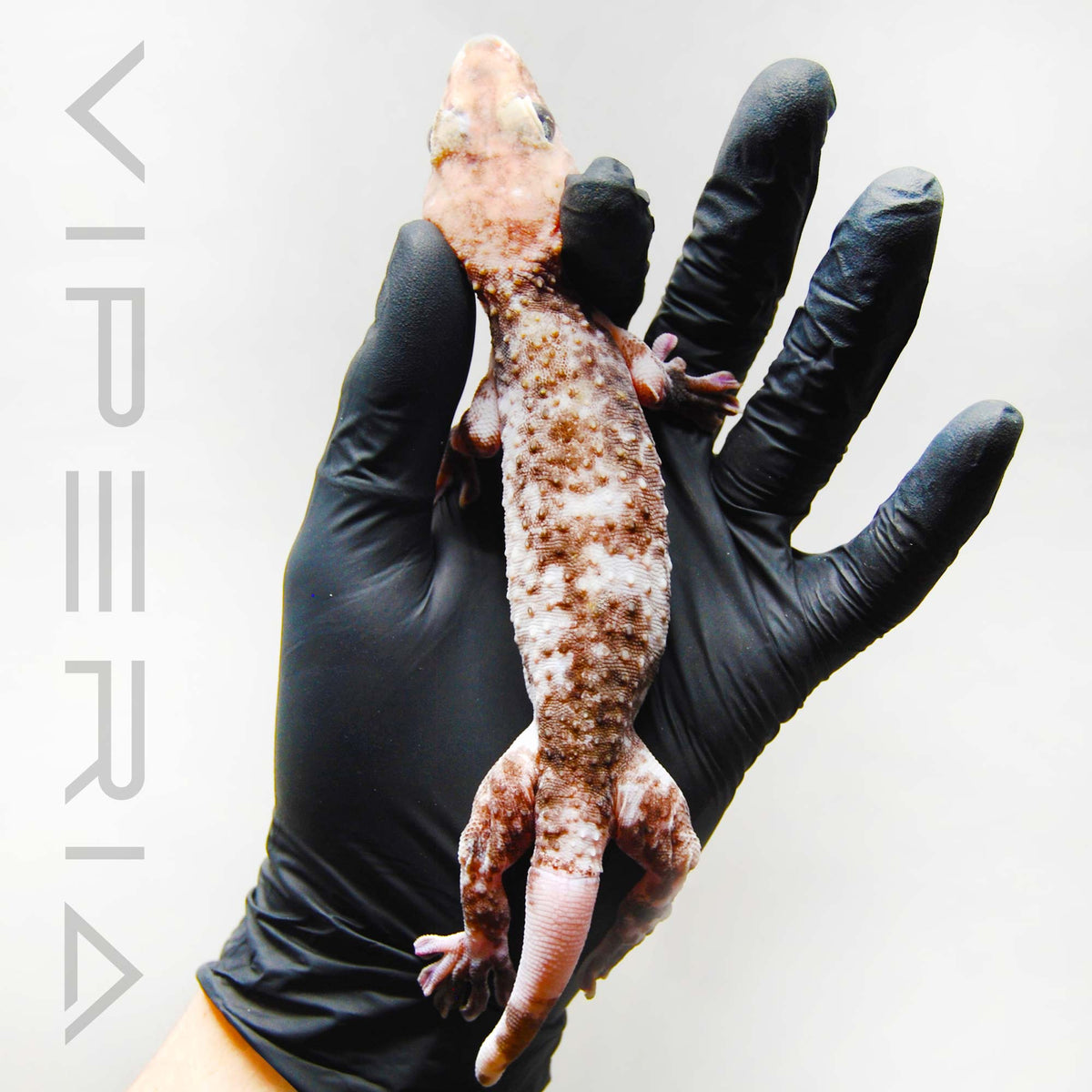 Pied 134 Tokay Gecko