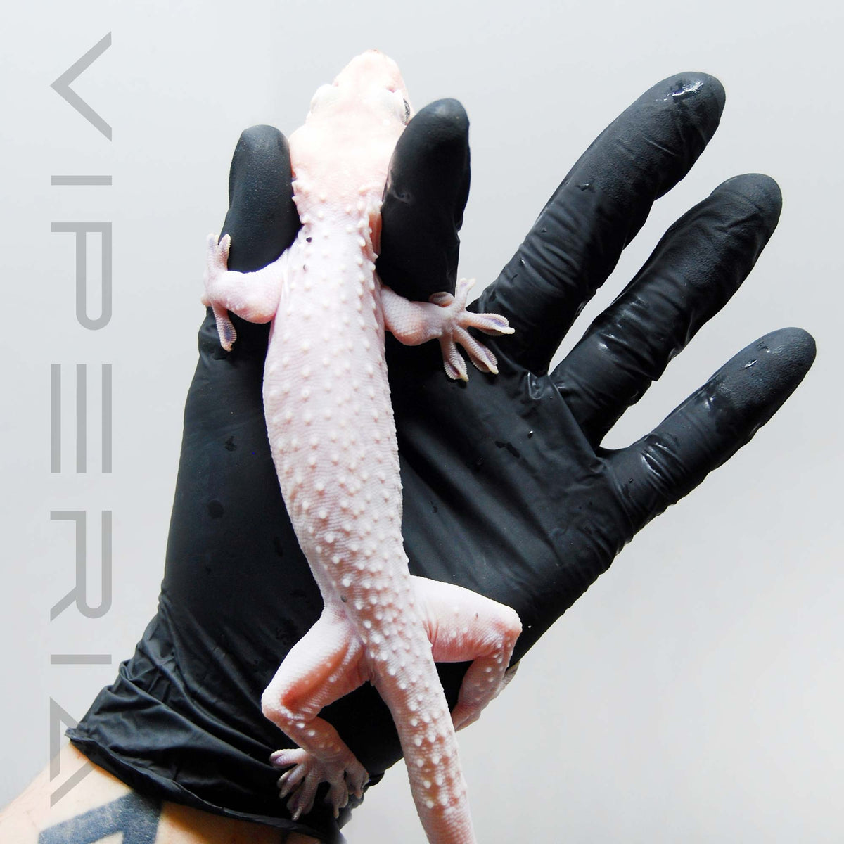 White 005 Tokay Gecko