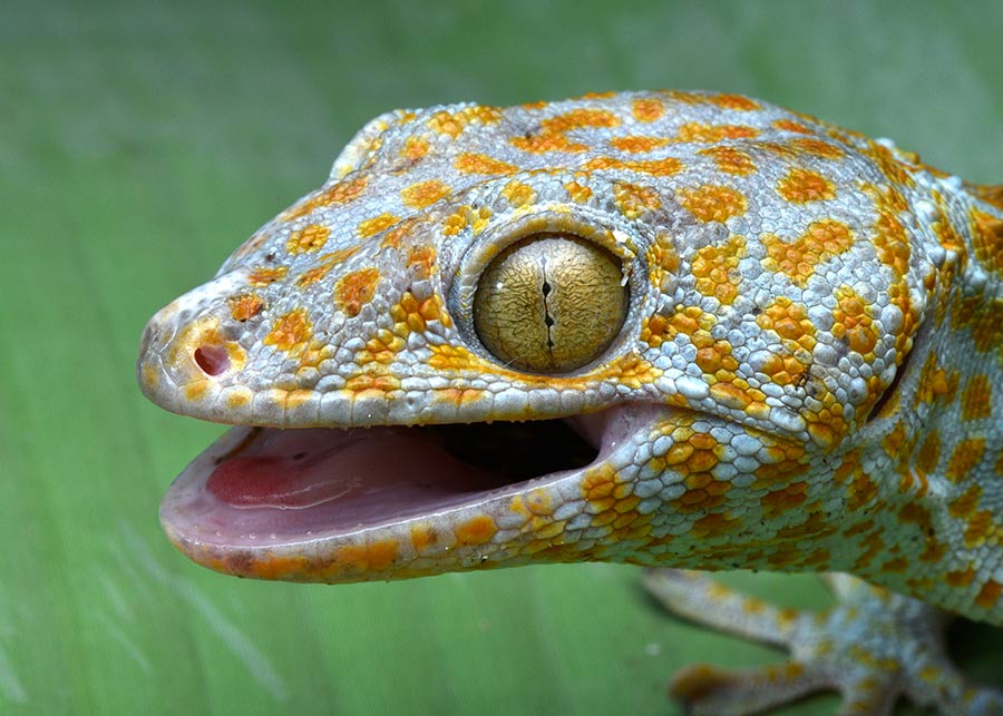 Geckos
