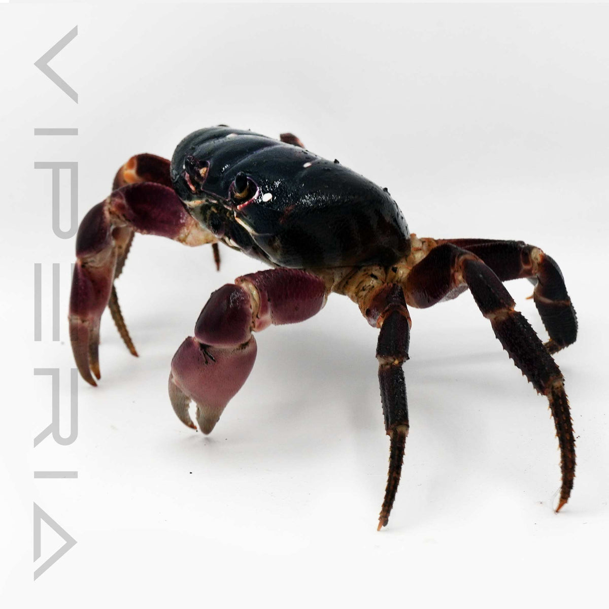Purple land crab