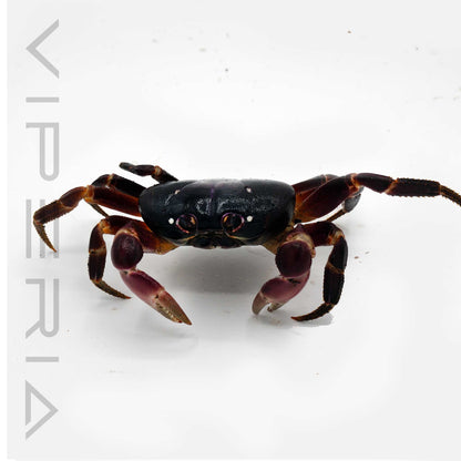 Purple land crab