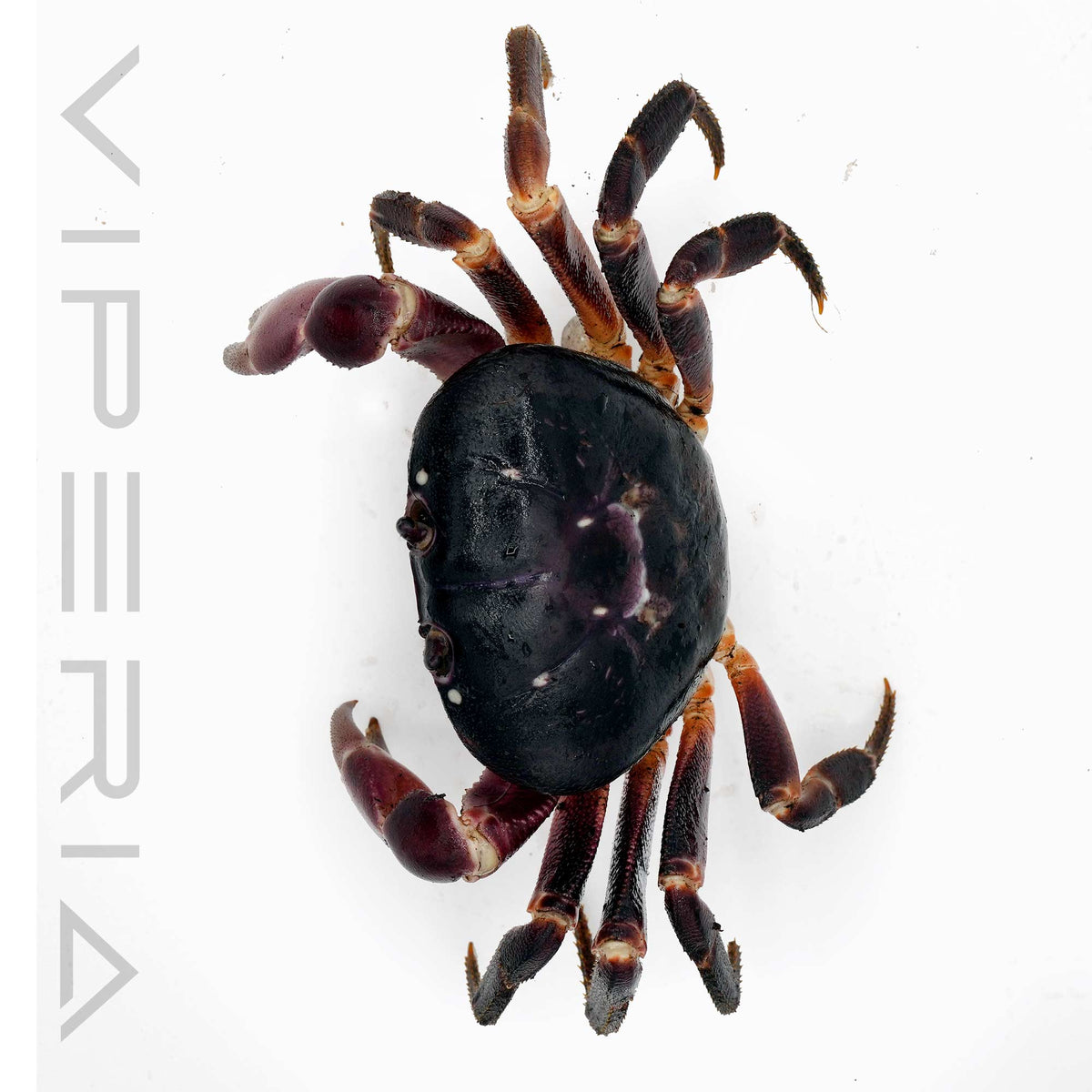 Purple land crab