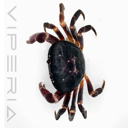 Purple land crab