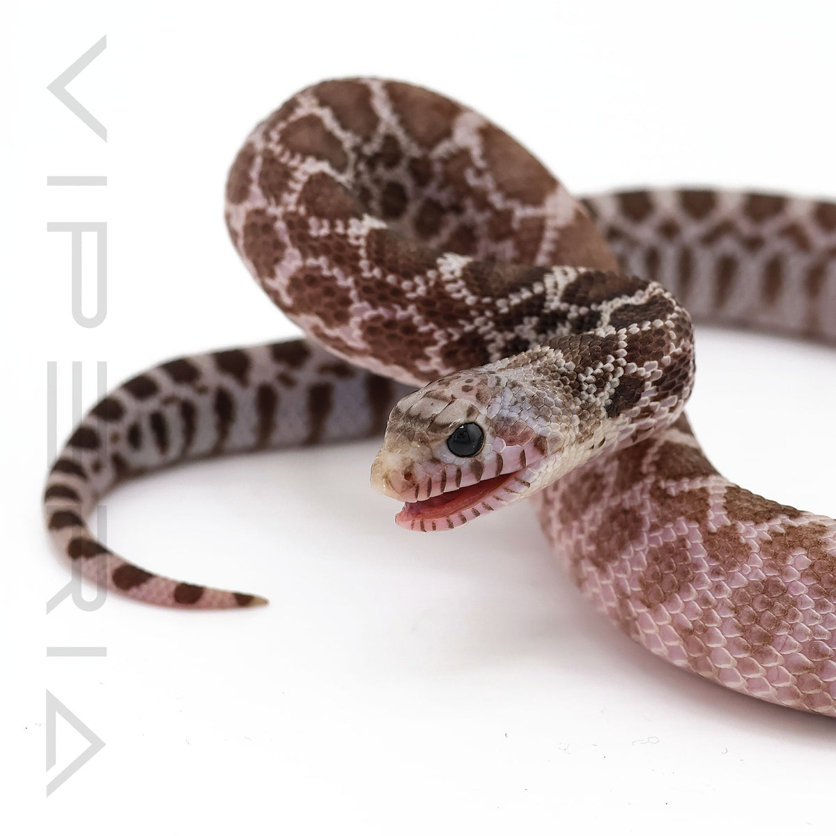 Ghost Bull Snake
